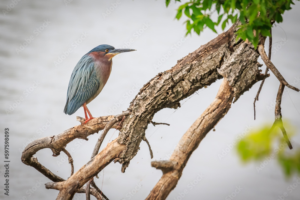 Fototapeta premium A Green Heron (Butorides virescens) in a tree in Oklahoma