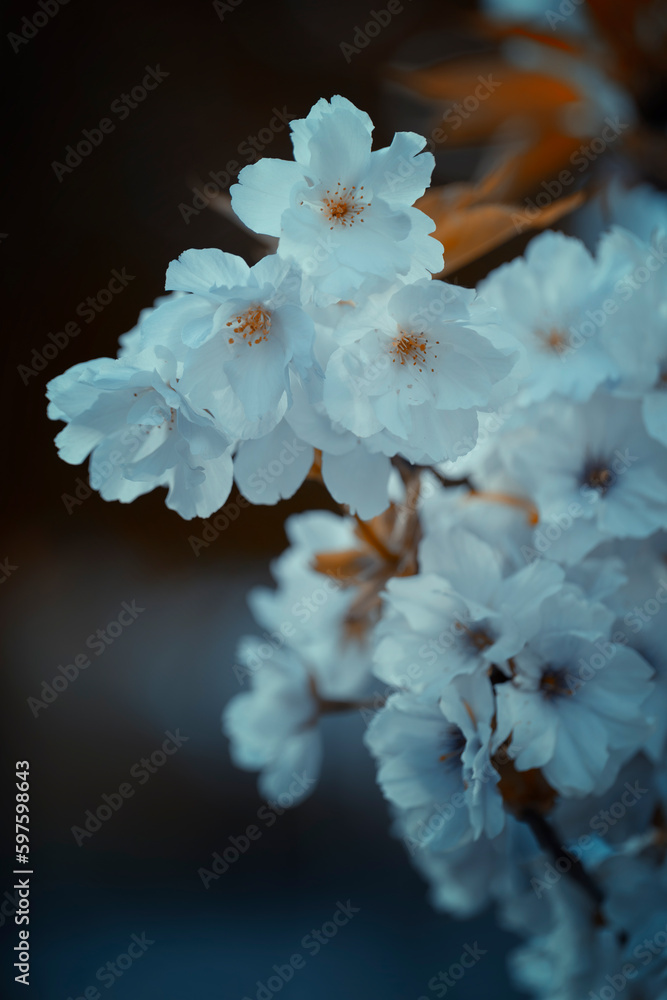 Kwitnące drzewa z białymi kwiatami japońskiej wiśni Amanogawa, zbliżenie. Sezon wiosenny. Pastelowe odcienie. Wiosenne ogrody. - obrazy, fototapety, plakaty 