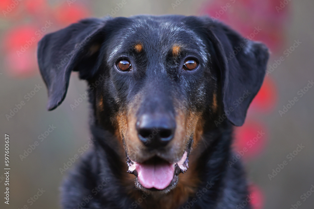 The portrait of a harlequin Beauceron dog posing outdoors in autumn