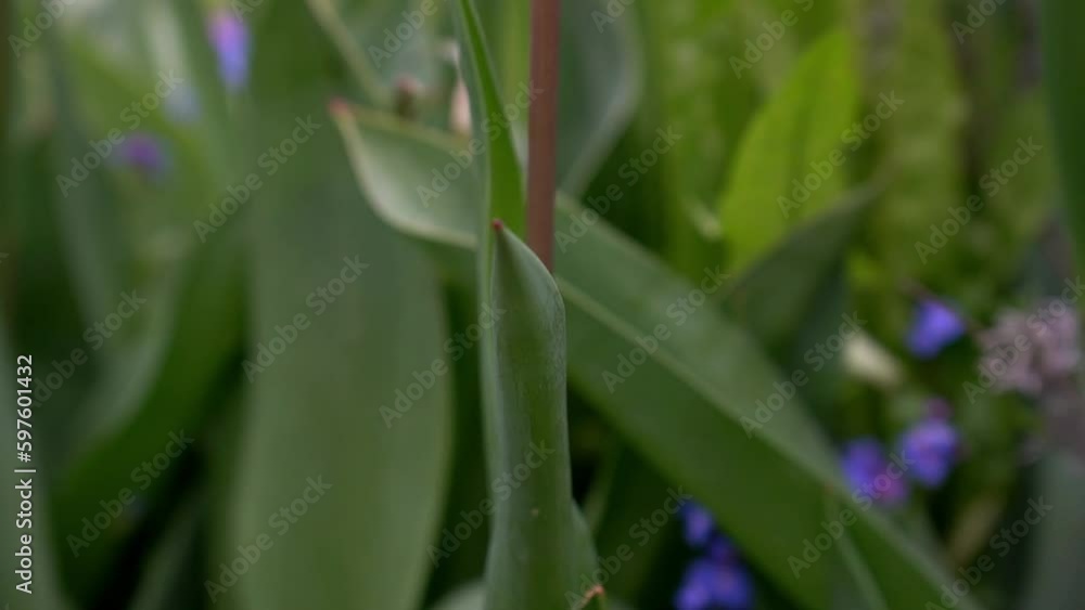 Lila Tulpen Lila Tulpen