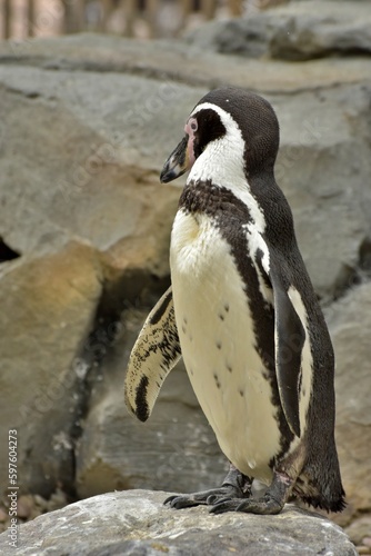 penguin on the rocks