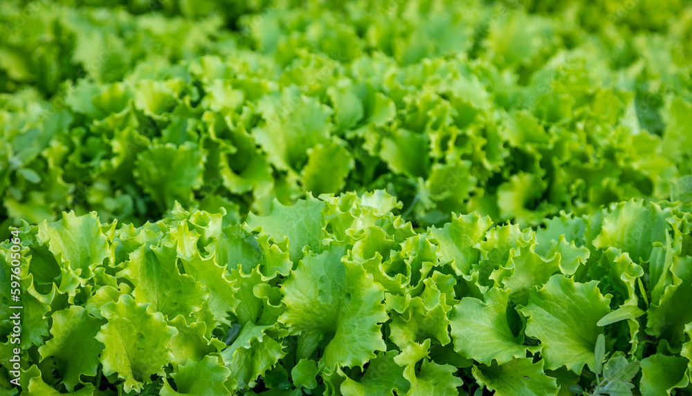 Green lettuce leaves growing in the garden, selective focus Green lettuce leaves growing in the garden, selective focus
