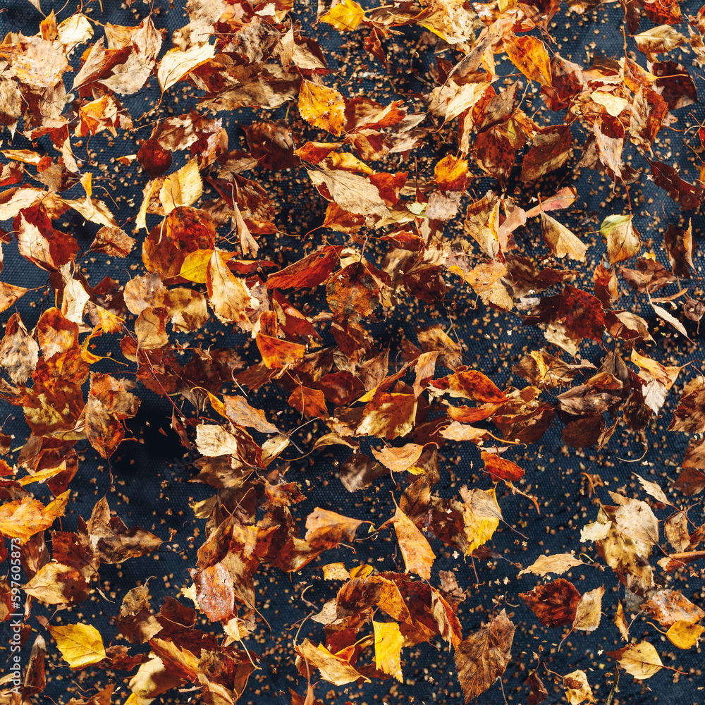 abstract dried leaves background, close-up view