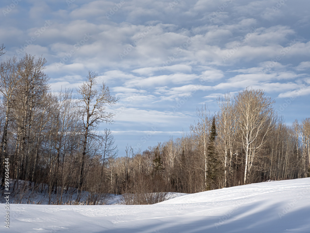 A forest of trees lay beyond a snow cover field on a winter day A forest of trees lay beyond a snow cover field on a winter day