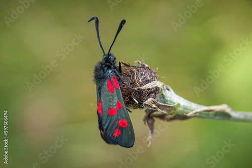 Six-spot Burnet moth on dried vegetation