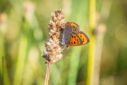 Small Copper butterfly upside down on a dried seed head