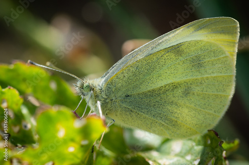 Small White butterfly on greenery
