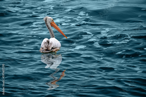 one beautiful white pelican with large beak and long neck, Pelecanus swim in beautiful green lake, sea, fish in water, fidelity and family in wildlife, natural resources, ornithology concept