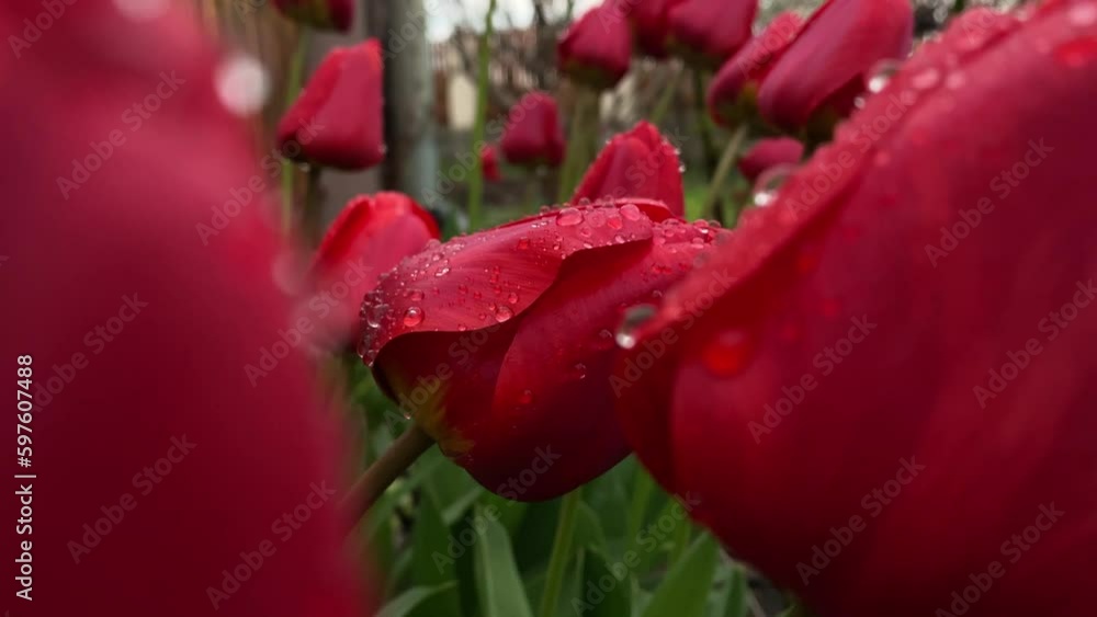 Close-up of beautiful red tulips with water drops.
