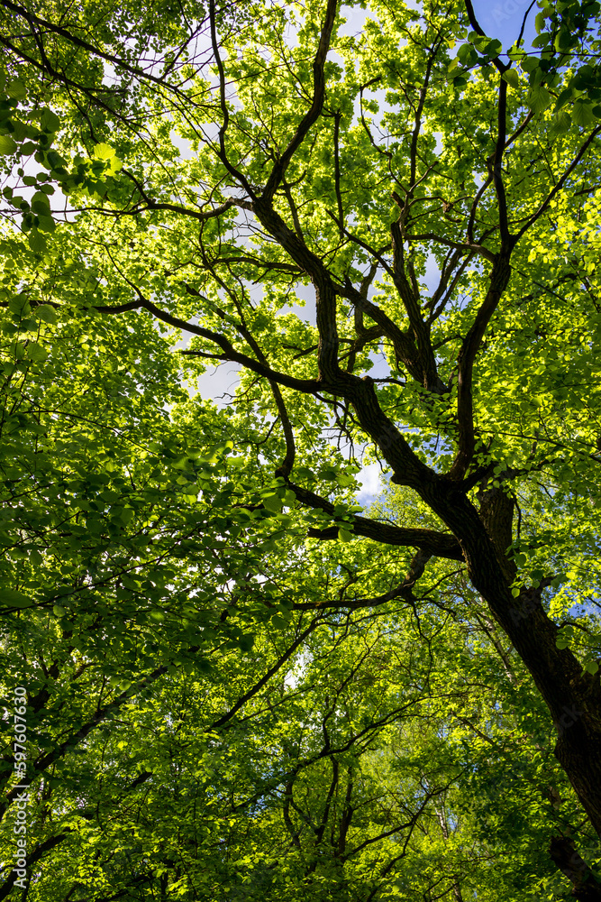 Vertical view of the green crowns of oak and hazel trees in the forest Vertical view of the green crowns of oak and hazel trees in the forest