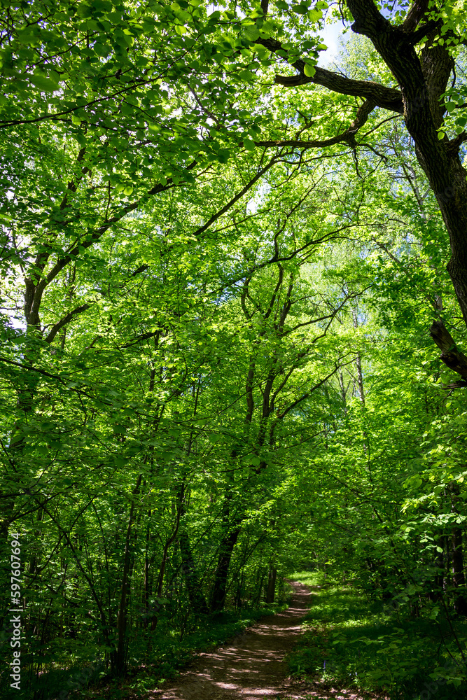 Forest path surrounded by green trees on a summer day, vertical view Forest path surrounded by green trees on a summer day, vertical view
