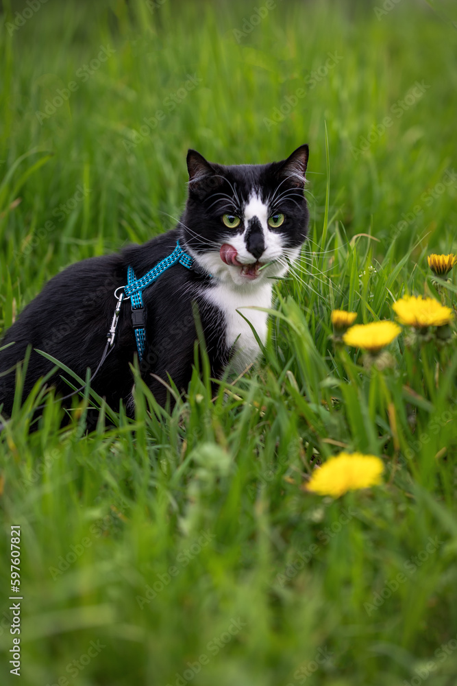 Black and white cat with a leash sits in the grass with dandelions