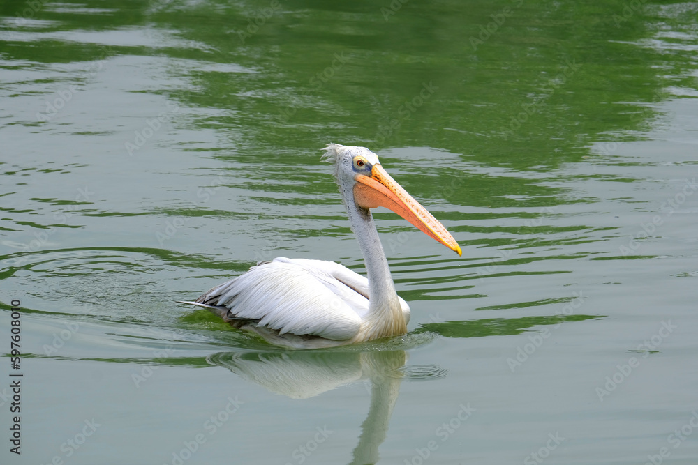 one beautiful white pelican with large beak and long neck, Pelecanus swim in beautiful green lake, sea, fish in water, fidelity and family in wildlife, natural resources, ornithology concept one beautiful white pelican with large beak and long neck, Pelecanus swim in beautiful green lake, sea, fish in water, fidelity and family in wildlife, natural resources, ornithology concept
