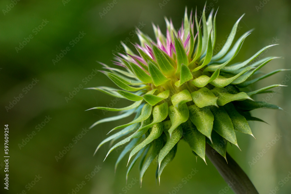 A musk thistle, nodding thistle or nodding plumeless thistle before blooming. Pink or purple flowers. Springtime. Carduus nutans. A musk thistle, nodding thistle or nodding plumeless thistle before blooming. Pink or purple flowers. Springtime. Carduus nutans.