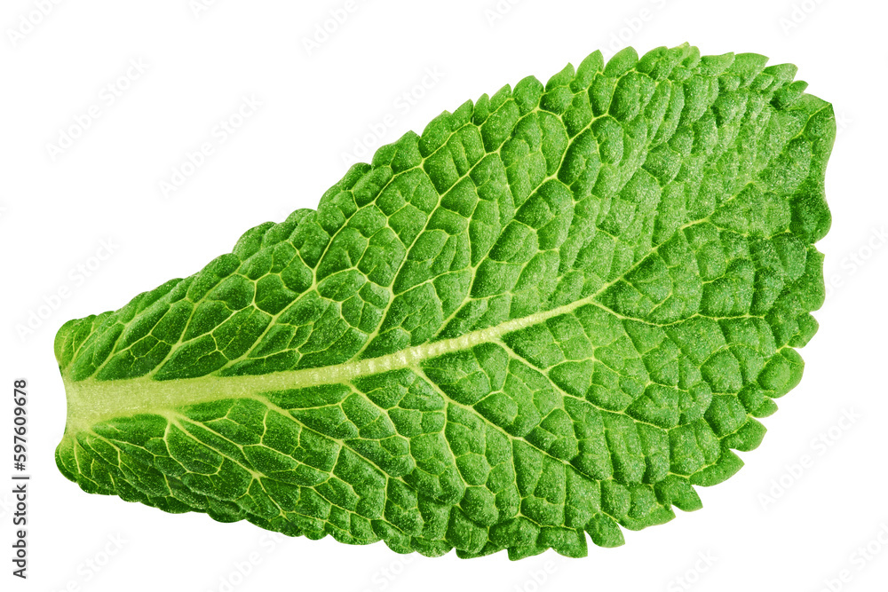 mint leaves, spearmint, isolated on white background, full depth of field mint leaves, spearmint, isolated on white background, full depth of field