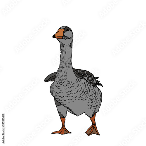 Vector illustration of one gray goose, hand-drawn, front view. Poultry with a long neck in the style of doodles.