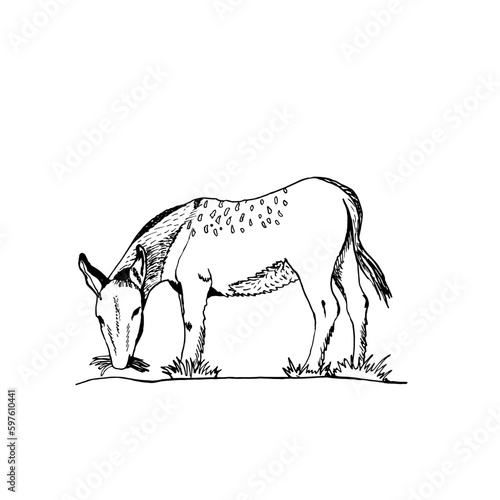 Gray donkey drawn by hand. Vector illustration of a domestic artiodactyl animal.