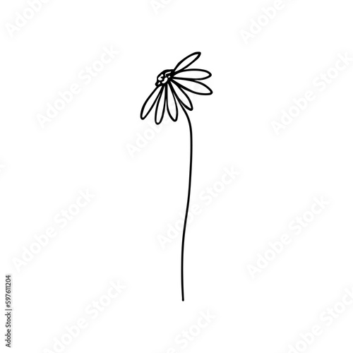 Chamomile or daisy flower drawn in one line. Sketch. Continuous line drawing botanical art. Vector illustration in doodle style.