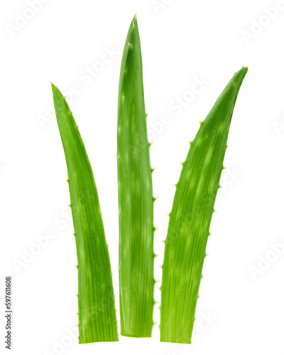 Aloe vera, slice, isolated on white background, full depth of field