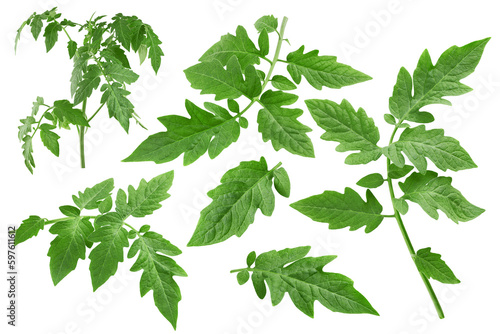 tomato leaf, isolated on white background, full depth of field