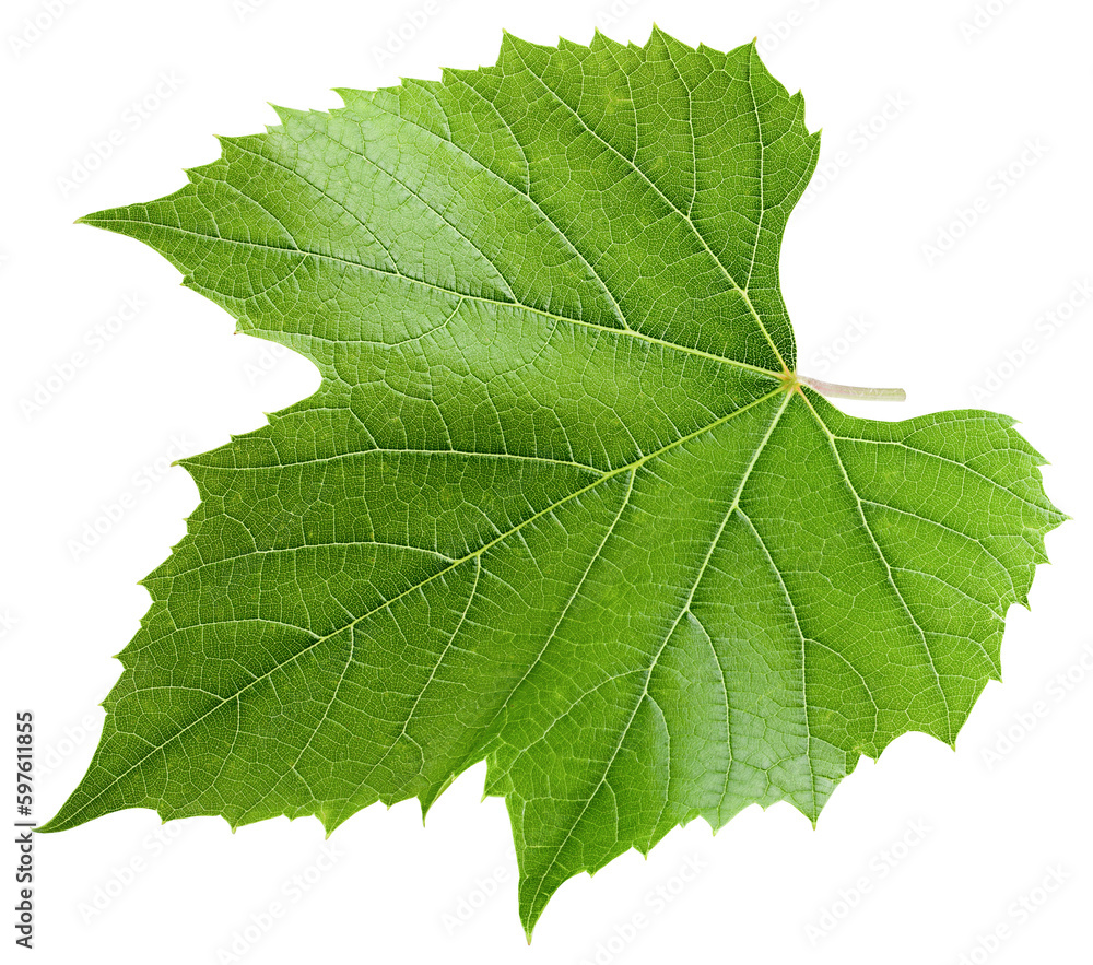 Grape leaf, isolated on white background, full depth of field Grape leaf, isolated on white background, full depth of field