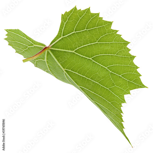 Grape leaf, isolated on white background, full depth of field