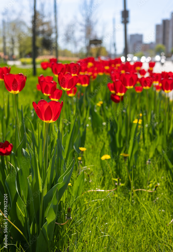 Fototapeta premium Red tulips in a flower bed.