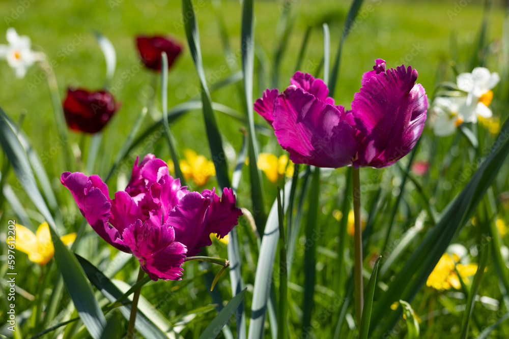 Purple tulips in a flower bed.