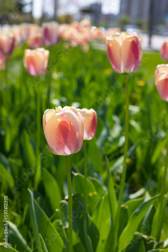 Pink tulip on the field.