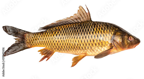 Golden carp live fish isolated on transparent background. Carved fish object for advertising and decoration.