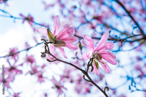 Kwiat magnolii różowa odmiana Susan podczas kwitnienia w kwietniu.