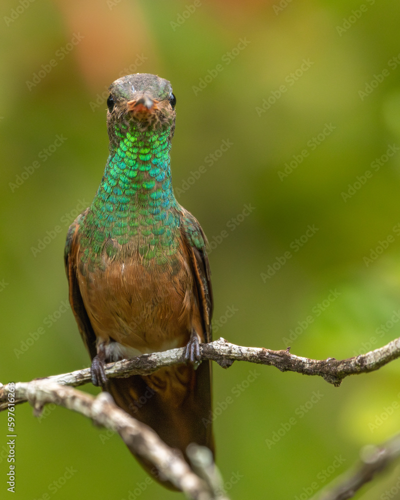 Obraz premium Hummingbird perched on a branch with green background