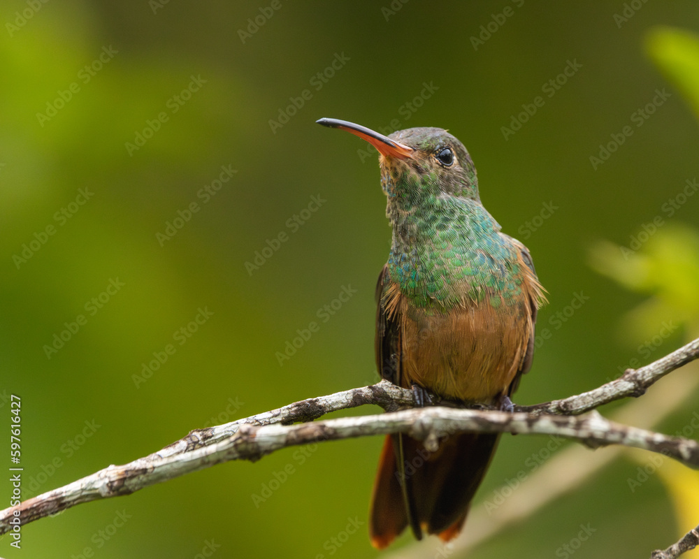 Naklejka premium Hummingbird perched on a branch with green background
