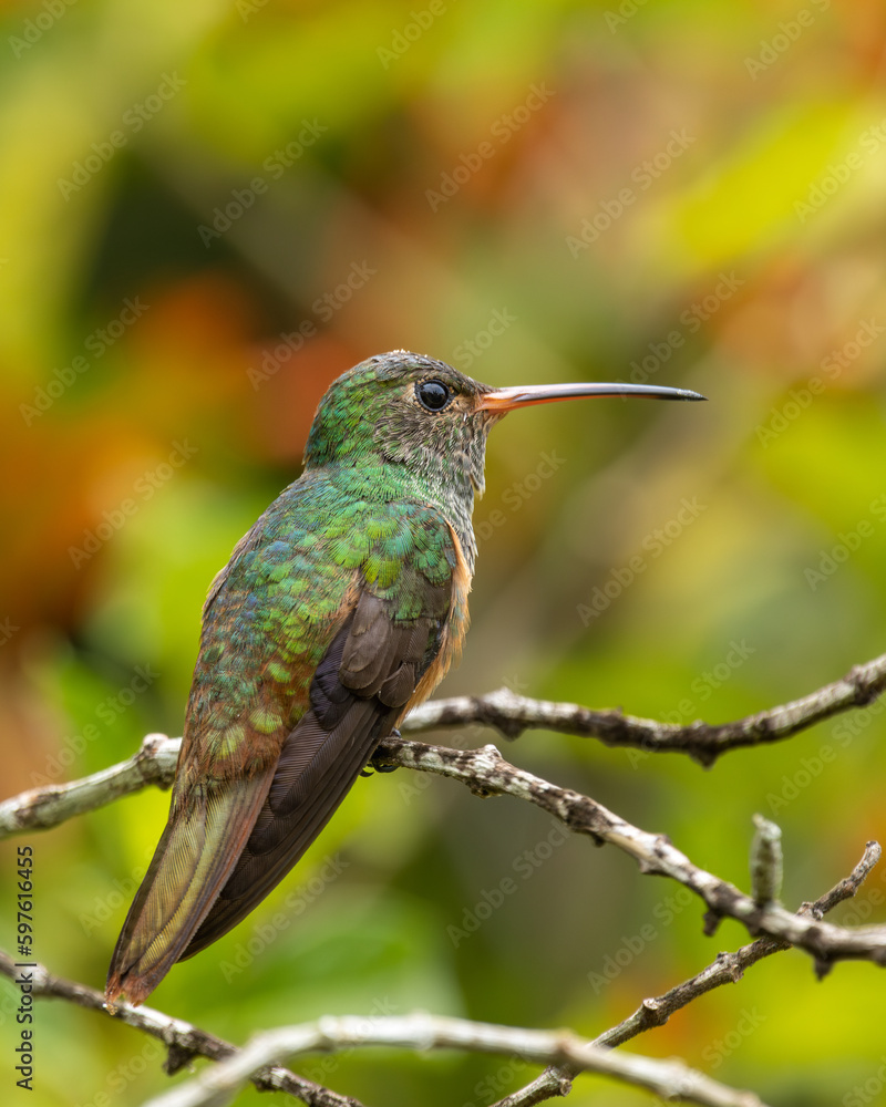 Fototapeta premium Hummingbird perched on a branch with green background