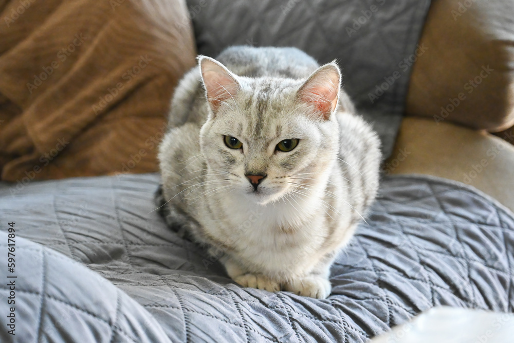Egyptian Mau indoor pet cat is comfortably lying on the living room couch with sleepy eyes