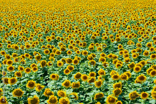 Sunflower field in summer sunshine  Helianthus annuus 