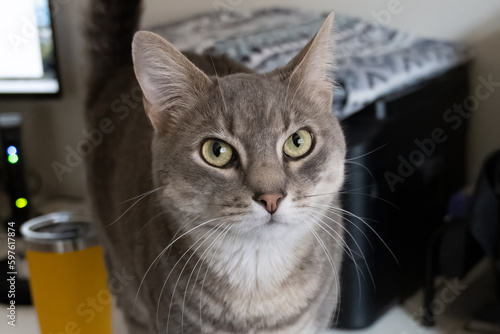 Grey Tabby indoor pet cat is using the big eyes to attract attention to his furry face © motionshooter