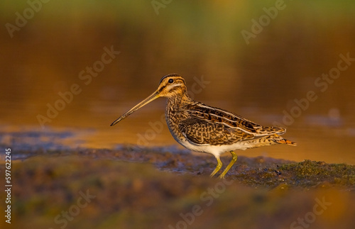 Common Snipe (Gallinago gallinago) is a wetland bird. It's feeds on the wetlands.