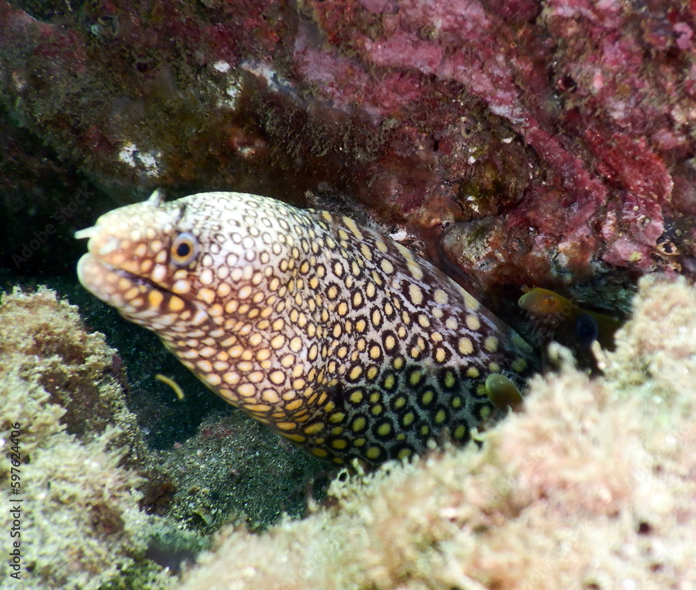 Fototapeta premium Costa Rica sea life