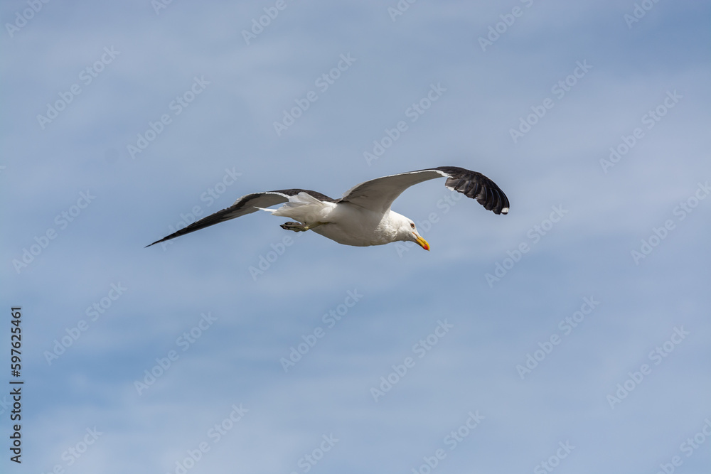 Gaviota Dominicana (Larus dominicanus) en pleno vuelo Gaviota Dominicana (Larus dominicanus) en pleno vuelo