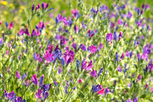 Floral background texture of blue and purple wildflowers on a sunny day.