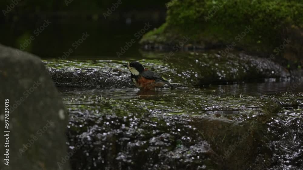 varied tit is bathing varied tit is bathing