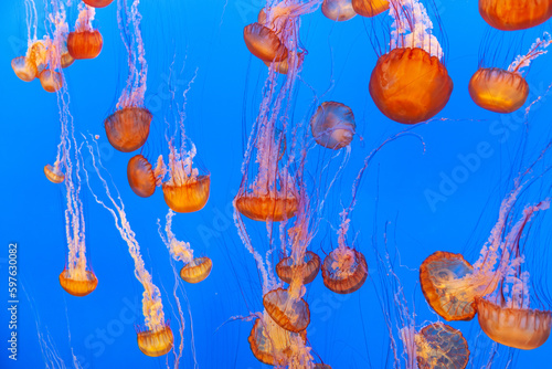 jelly fish in the blue sea