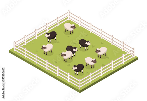 Paddock with sheeps