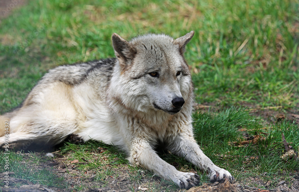Obraz premium Gray Wolfdog resting - Canada