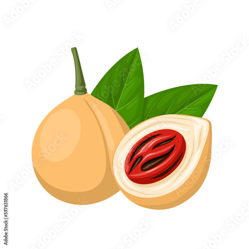 Vector illustration, nutmeg fruit or Myristica fragrans,isolate on a white background.