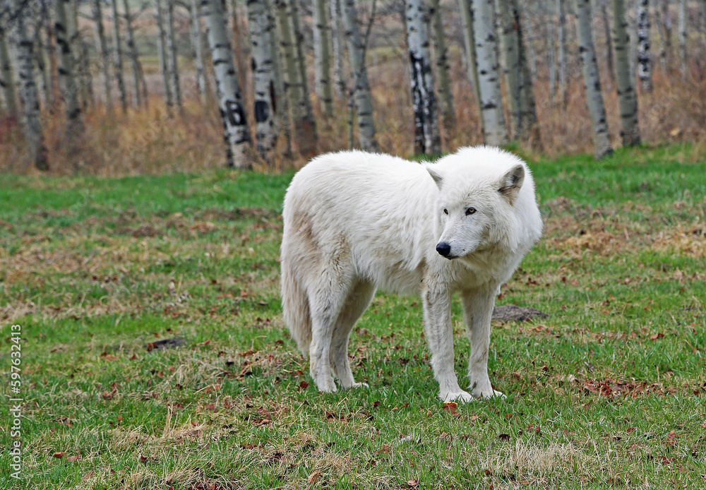Obraz premium Arctic Wolfdog - Canada