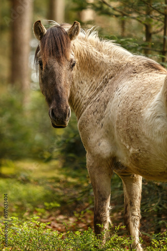 Portrait of a young konik horse posing in a forest in spring outdoors © Annabell Gsödl