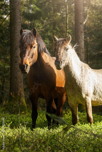 Portrait of an adult bay brown huzule pony and a young konik horse in a forest in spring outdoors © Annabell Gsödl