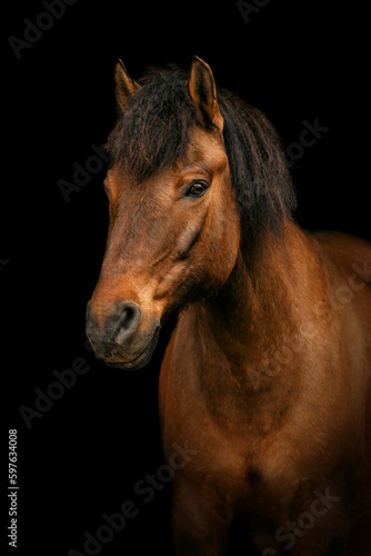 Elegant portrait of a bay brown huzule pony on dark background. Black shot